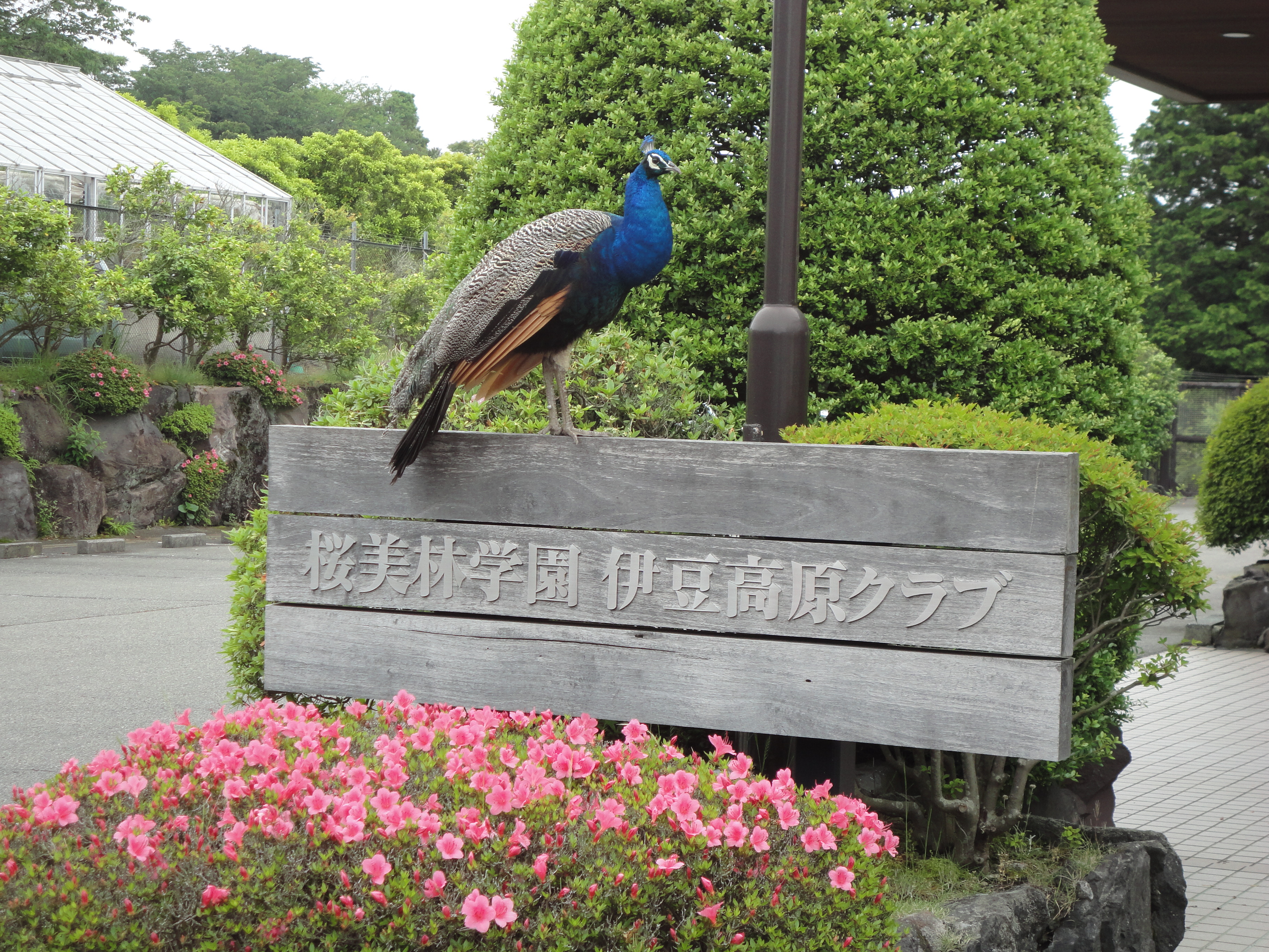 桜美林学園 伊豆高原クラブ 宿泊予約 楽天トラベル