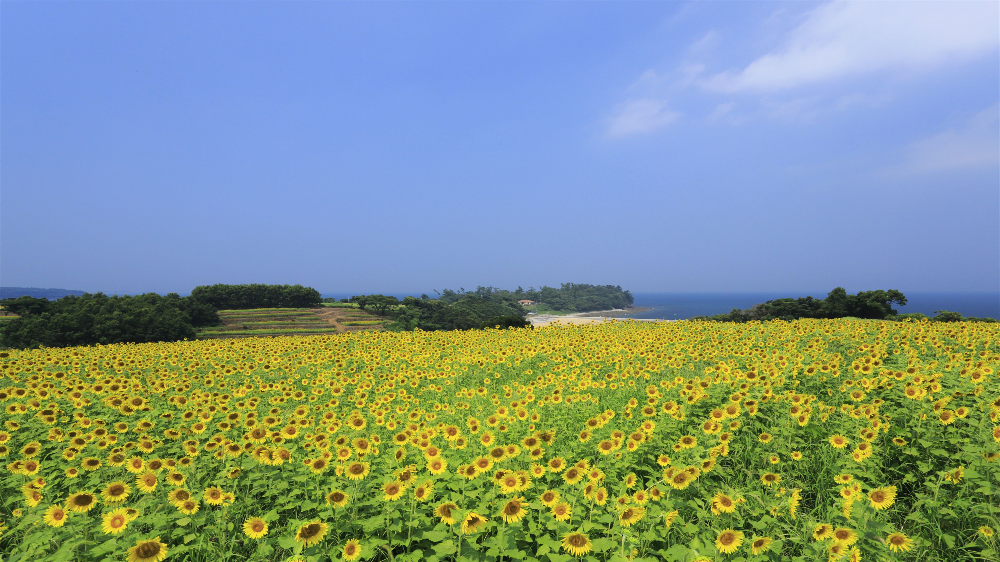 長崎鼻ひまわり畑展望台