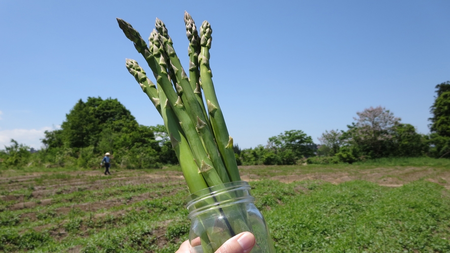 【6月】アスパラガス収穫体験