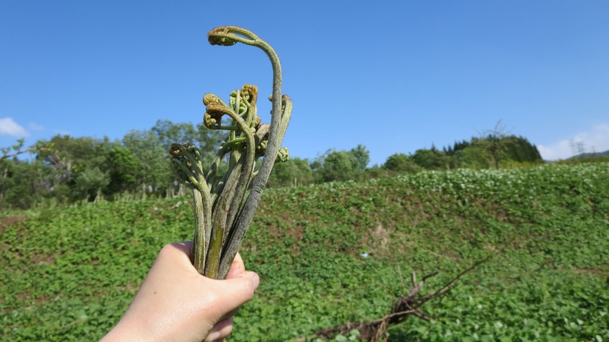 【4月～6月】旬の山菜取りプログラム