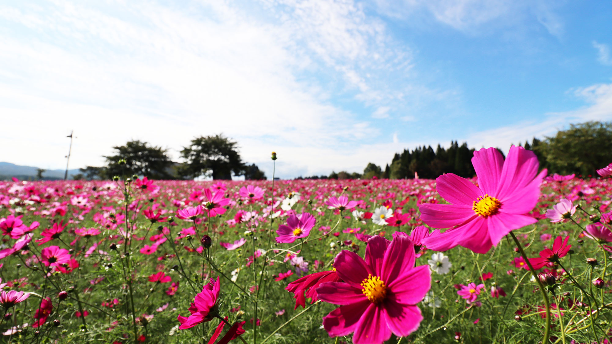 【秋の楽しみ】花だいら／200万本のコスモス（徒歩10分）見頃9月下旬～10月中旬