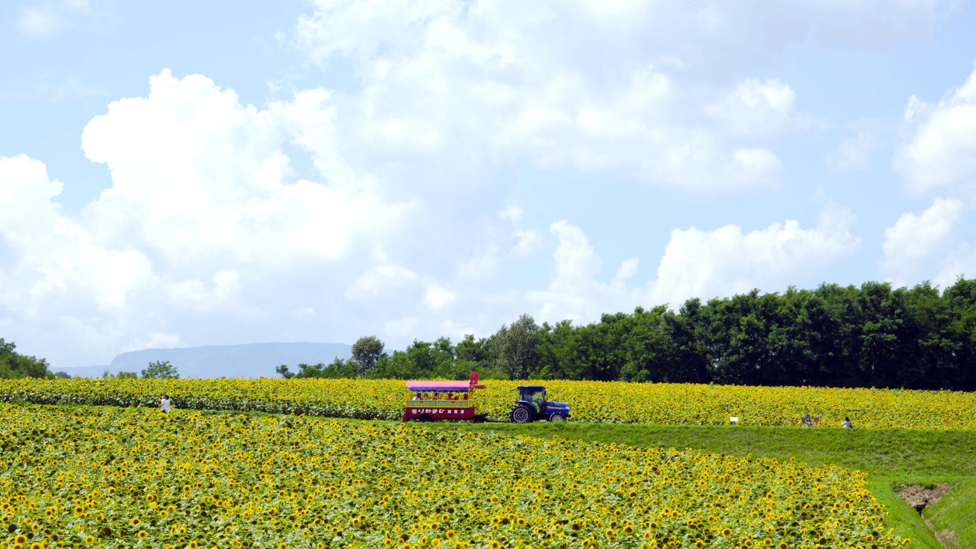 *【ひまわり畑】一面に広がるひまわりの海、夏の輝きが溢れる風景。