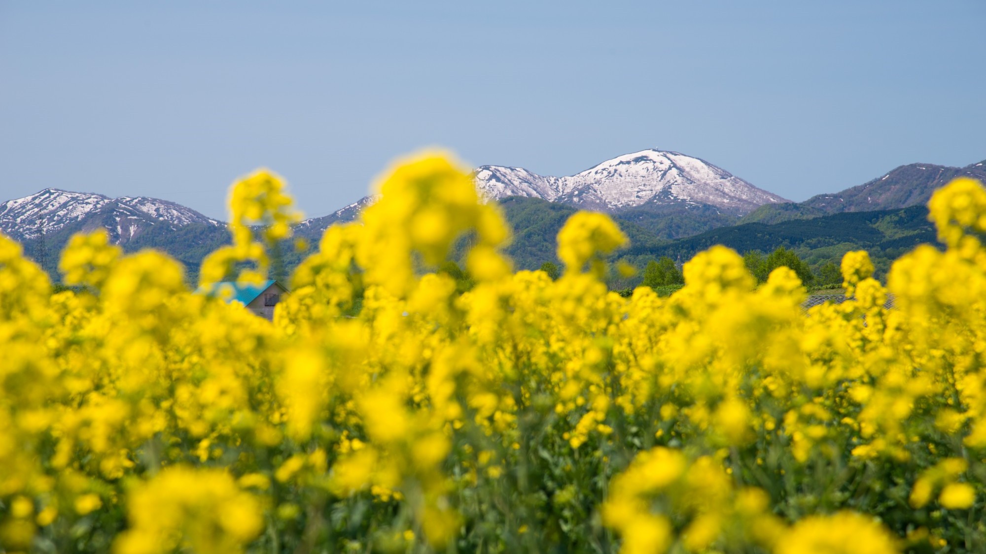 *【菜の花】山並みと菜の花のコントラストが美しい風景。