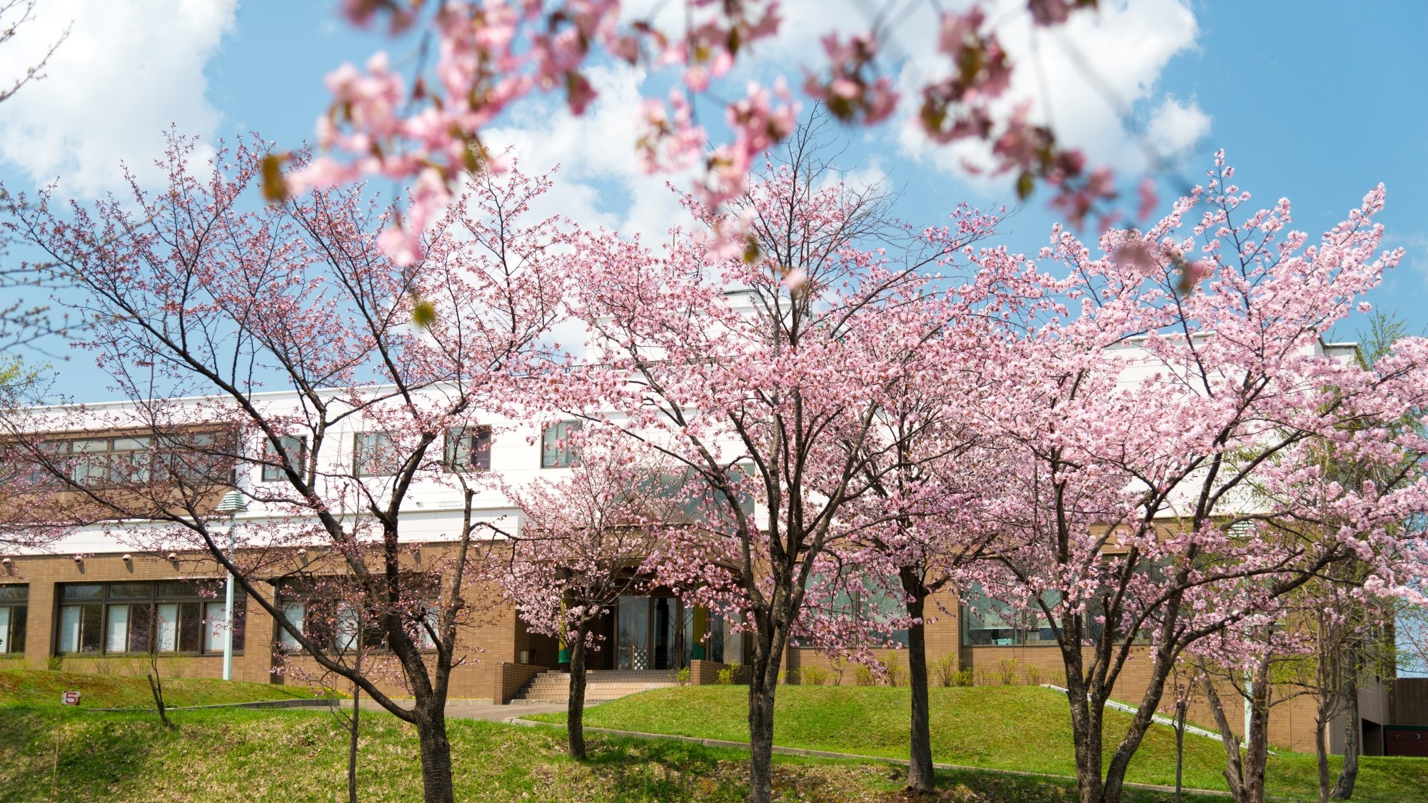 *【桜】桜の花びらが舞う中、季節の美しさを感じて。