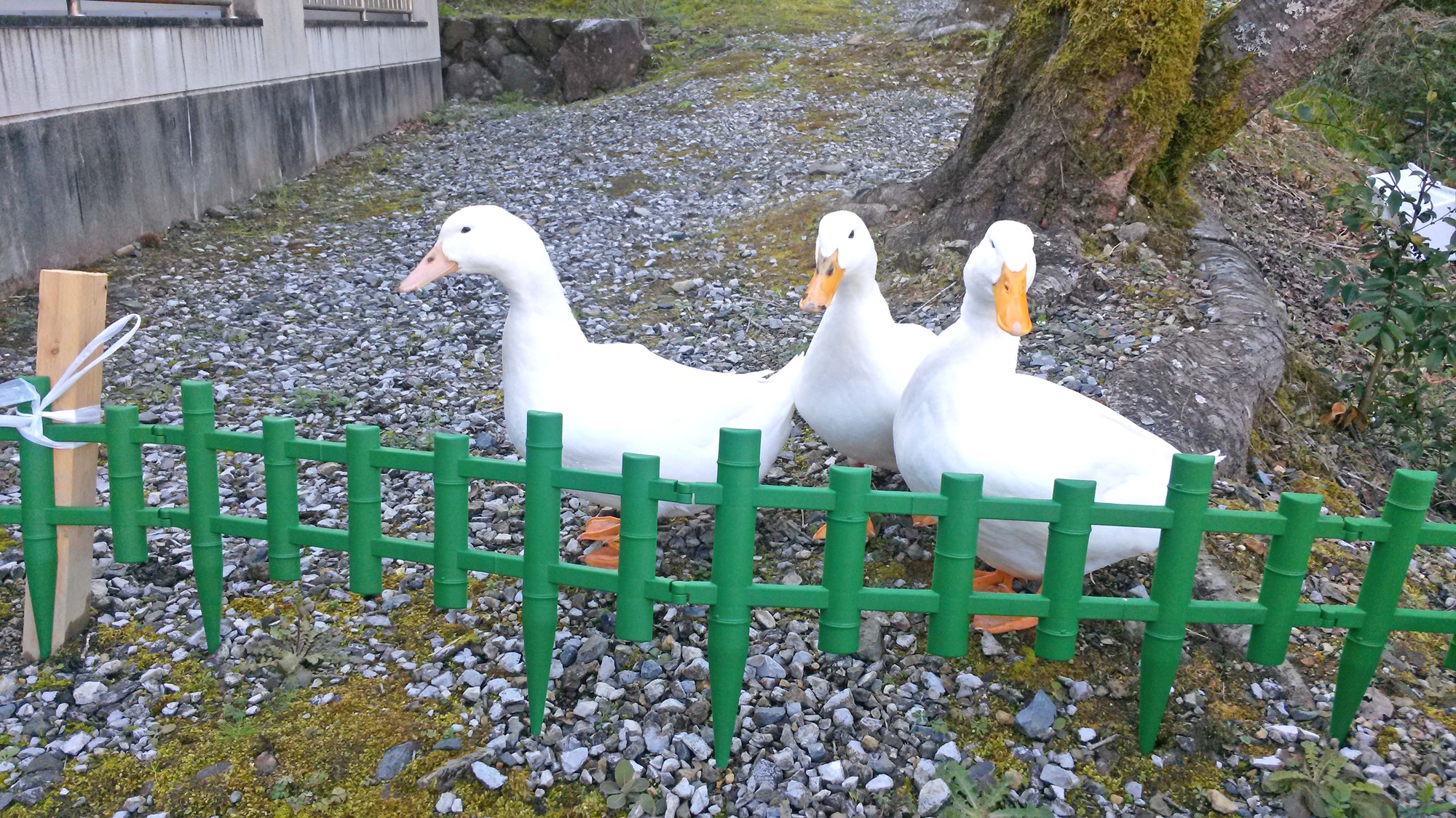 *新しい仲間が増えました。当館のマスコットです。エサやり出来ます