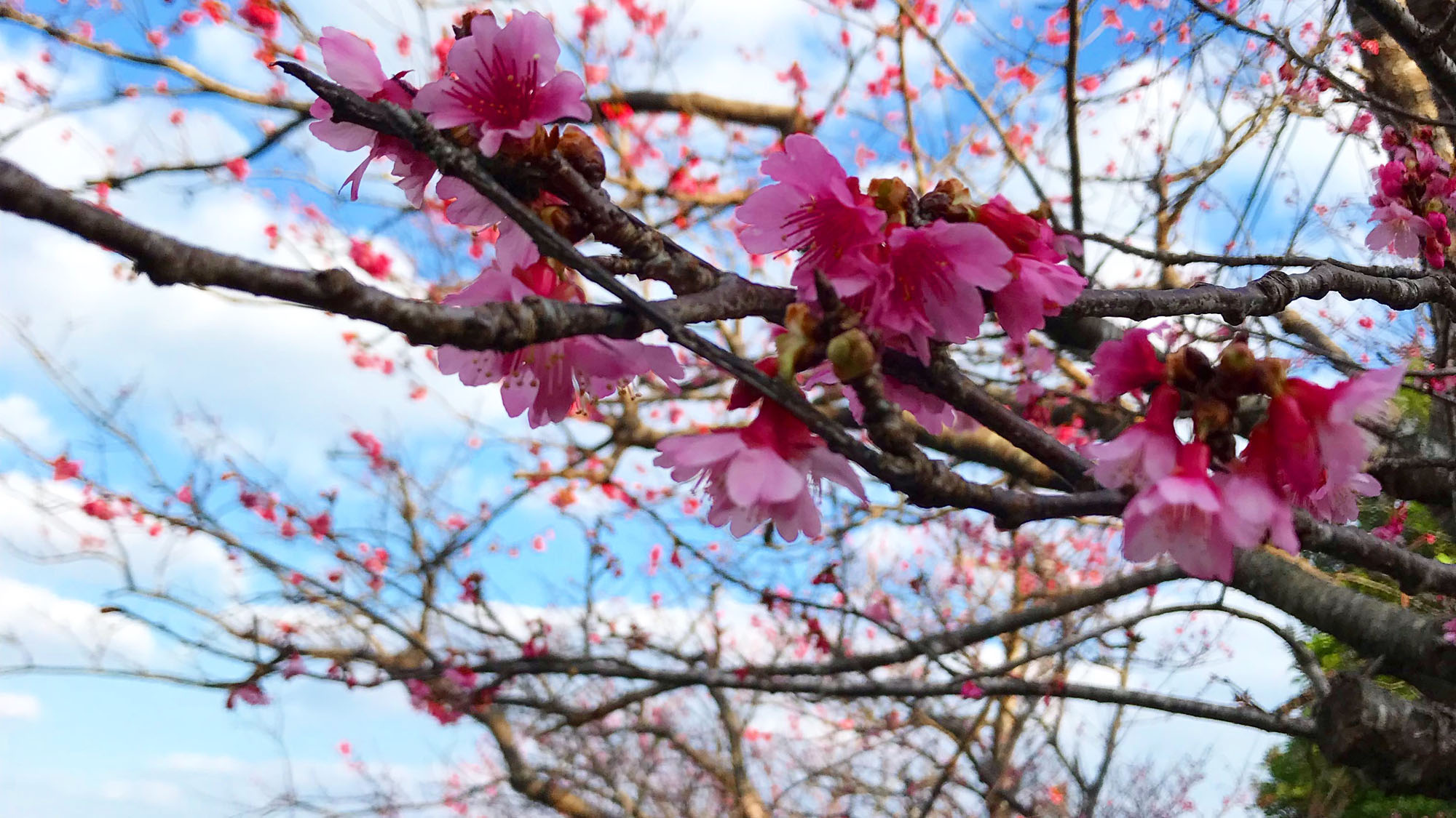 早咲きの八重岳桜