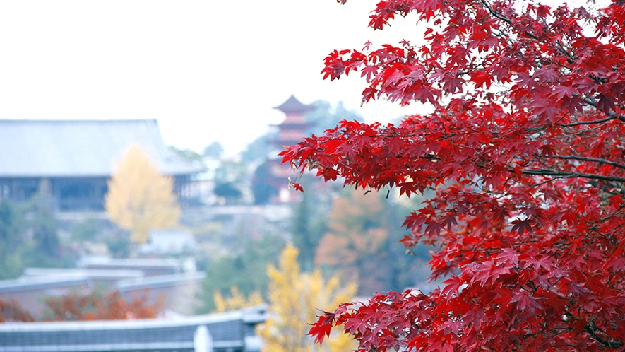 秋には宮島の紅葉をお楽しみ頂けます。