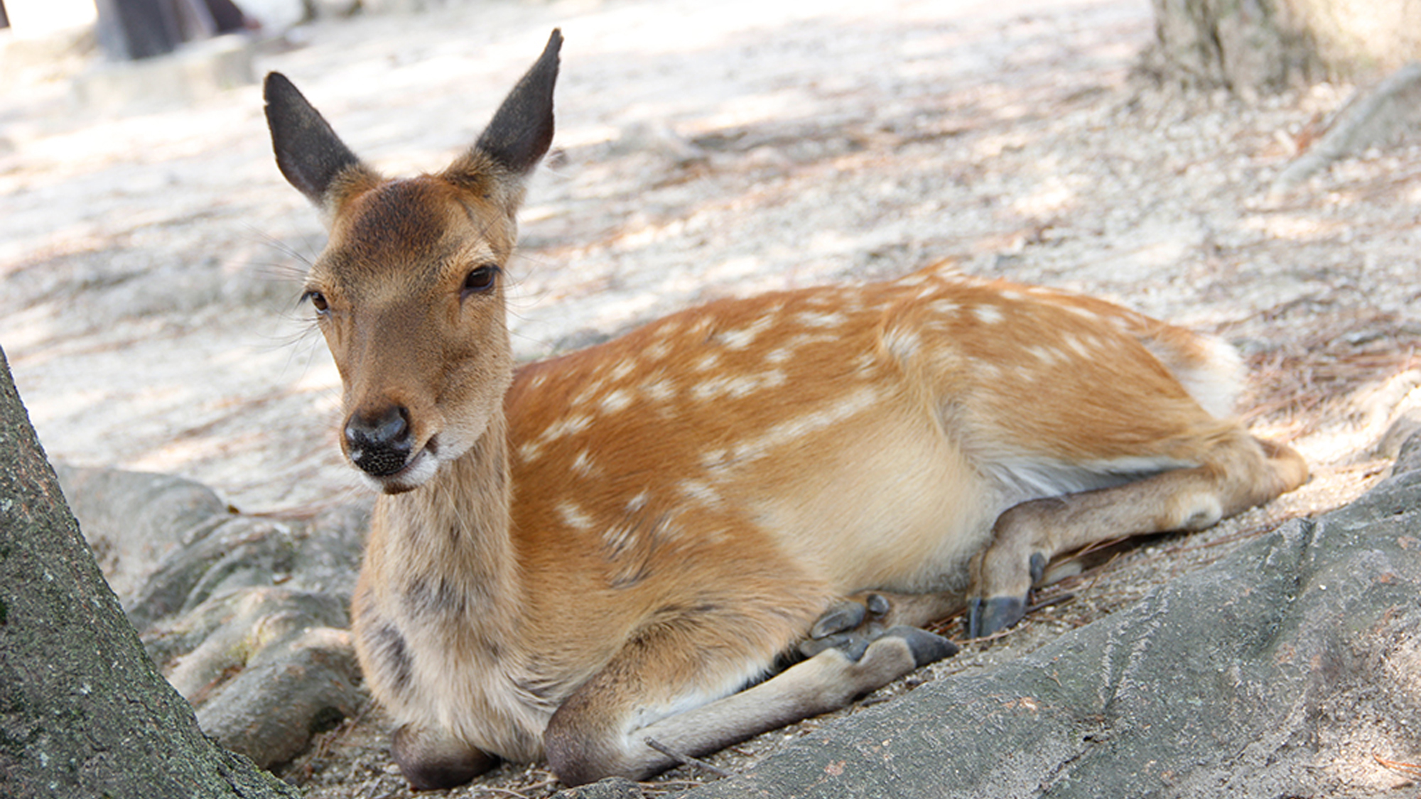 宮島といえば鹿