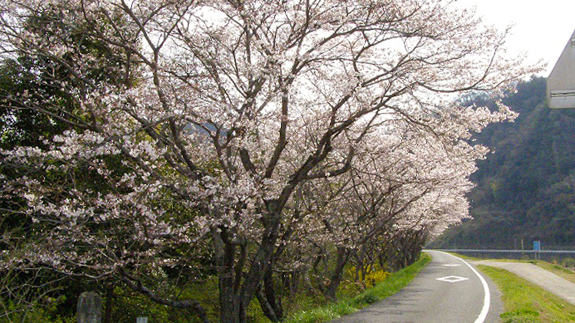 ・【周辺】美しい吉野川河川敷の桜です。宮本武蔵の生誕地が周辺地域にあります