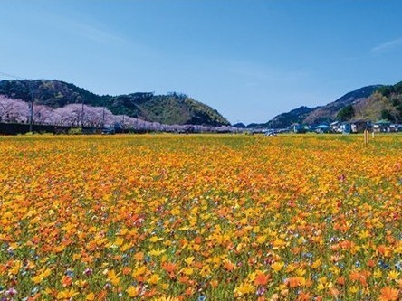【伊豆の春を探して】 河津桜とお花畑、いちご狩りも楽しんで
