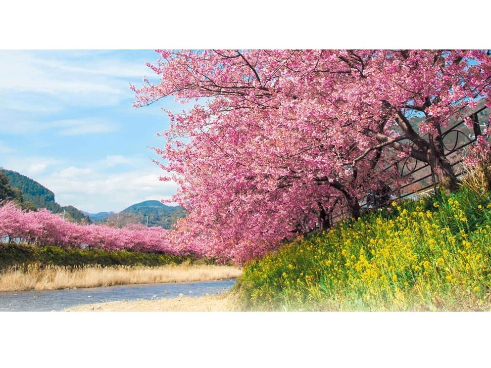 【伊豆の春を探して】 河津桜とお花畑、いちご狩りも楽しんで