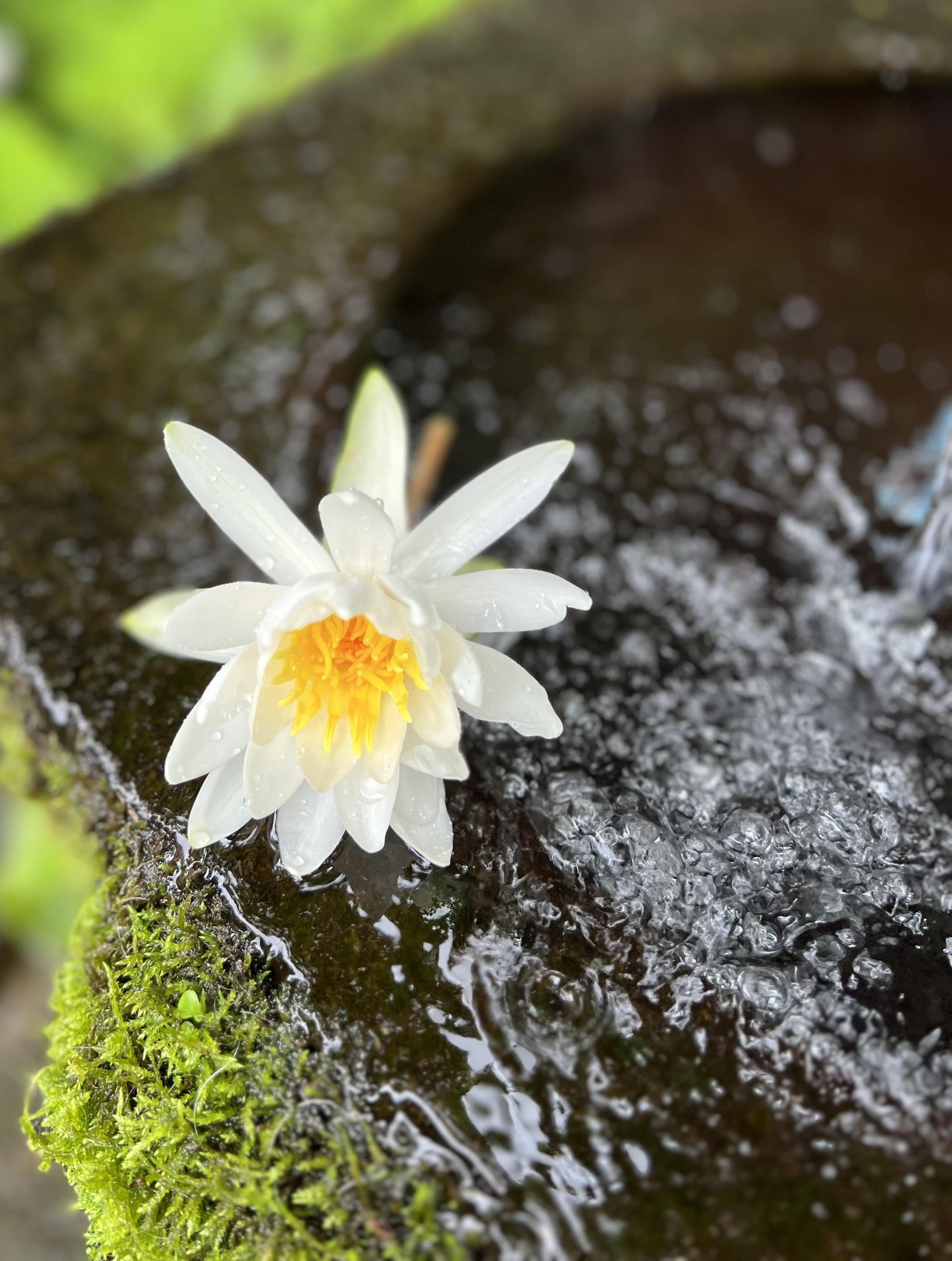 【連泊で15％OFF／素泊まり】グリーン期の野沢温泉★無料貸切温泉＆キッチン付アパートメントホテル