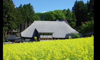 健命寺と菜の花