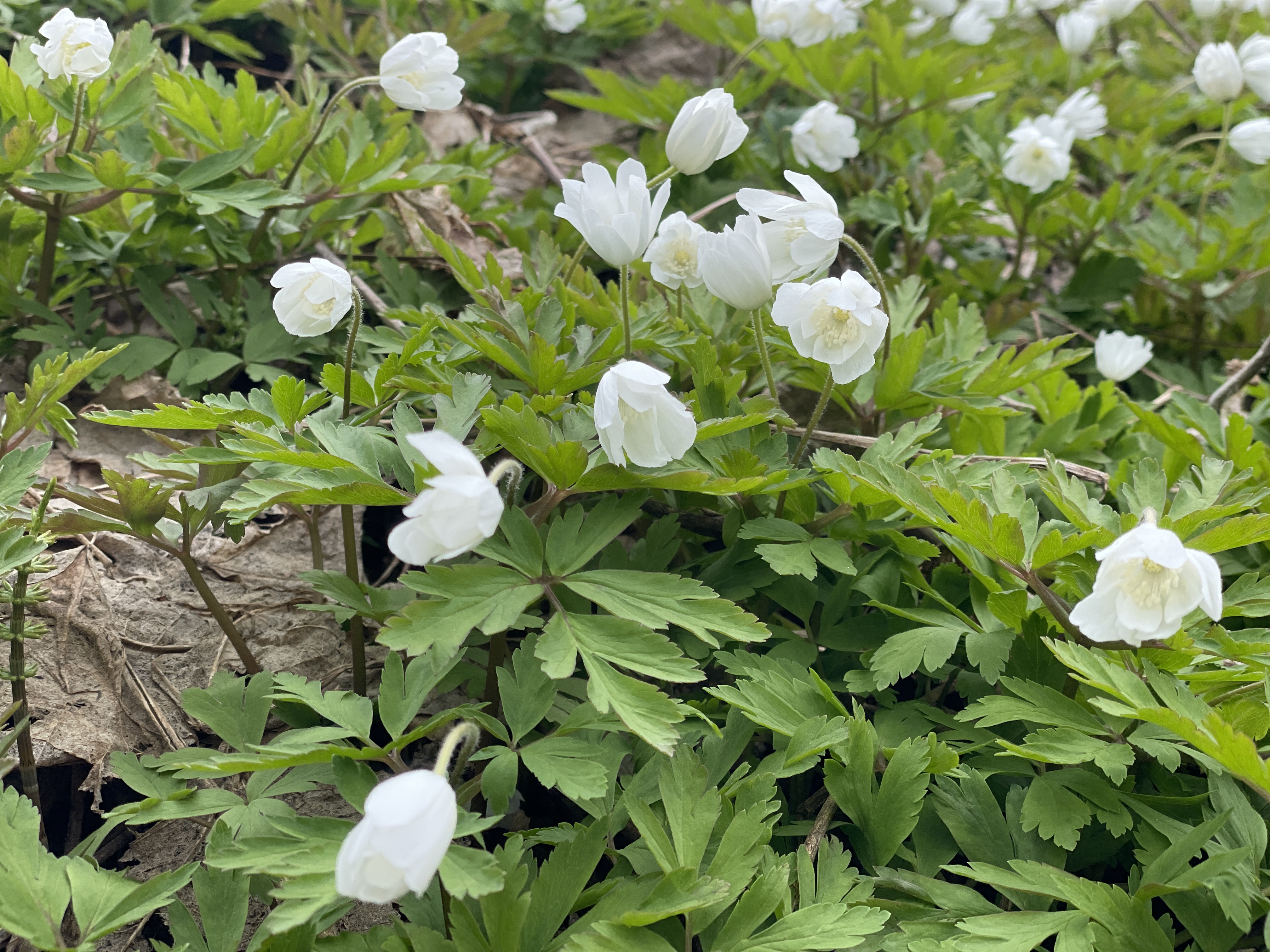 春の山野草