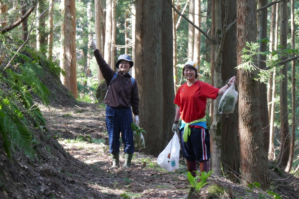 【5/23限定】山菜名人と山菜を収穫して食べる 1泊2日