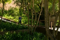 Resort Greenery