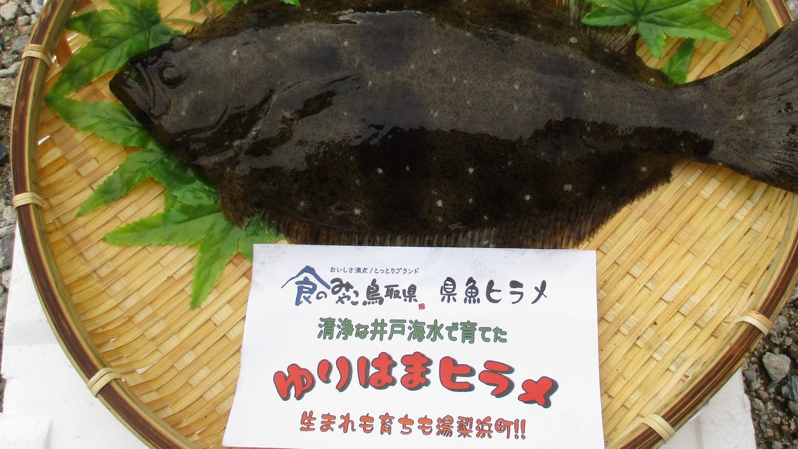 【温泉SALE】鳥取県の魅力ある食材（牛☆豚☆鶏☆のどぐろ☆ヒラメ）の詰め合せ♪地物食材堪能プラン