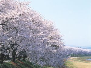 ★第40回ふくい桜まつり、お花見満喫！2食付プラン★