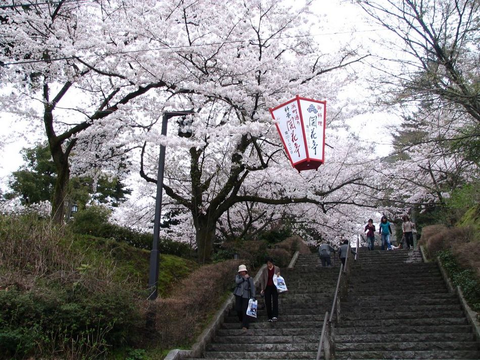 ★第40回ふくい桜まつり、お花見満喫！朝食付プラン★