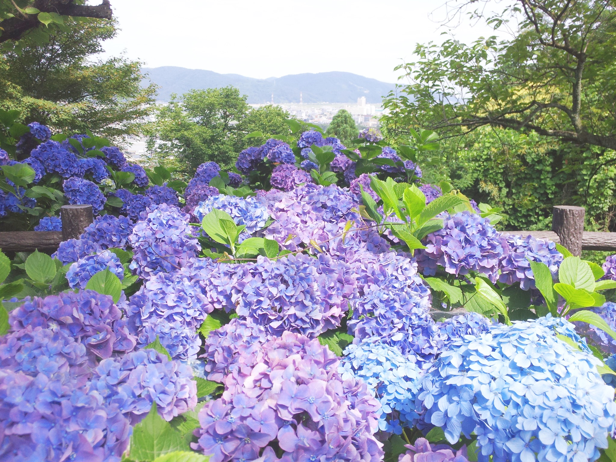 足羽山のあじさい