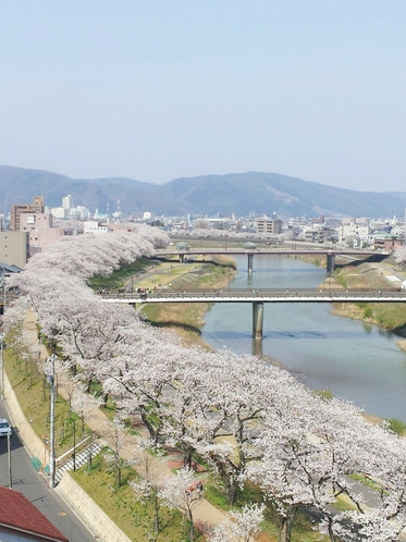 足羽川の桜並木