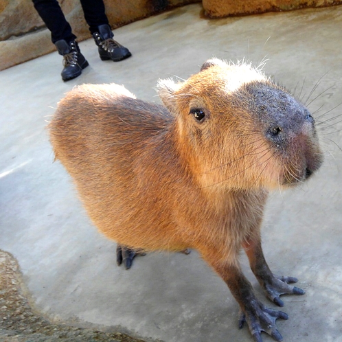 足羽山公園遊園地内のハピジャンのカピバラ。自由に放し飼いされている動物たちの中でも一番の人気者。