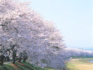 2kmに及ぶ足羽川の桜並木