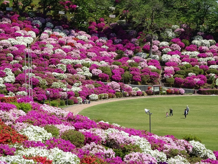 つつじの名所西山公園
