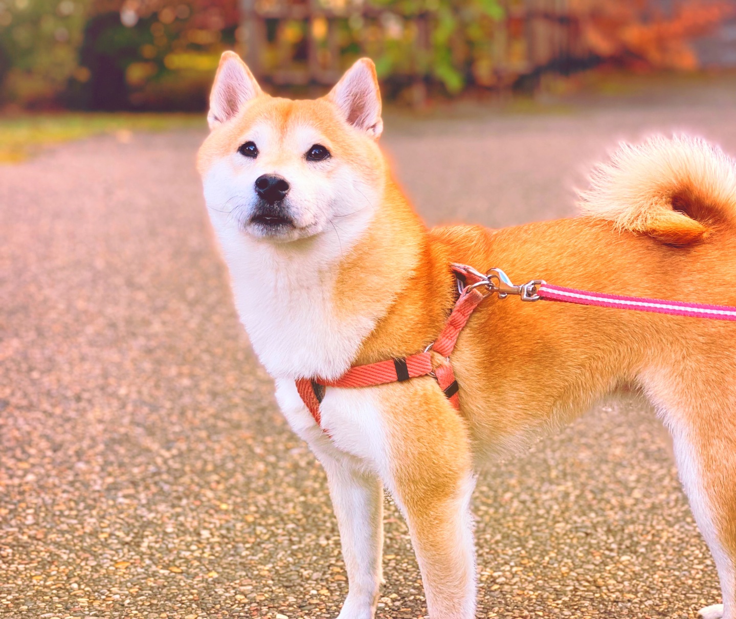 愛犬とご一緒に♪～ワンワンプランイメージ☆彡