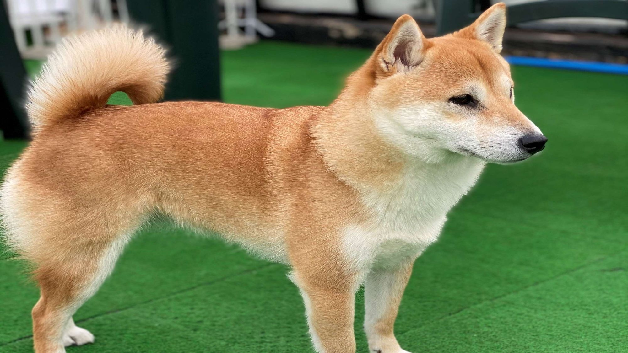 冬銀河♪♪ 【わんちゃんと一緒にご宿泊彡】☆ペット専用ツイン☆彡【はこぶらプラン】温泉＆サウナ無料！