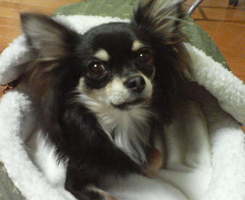 わんちゃん★ペットプランイメージ　洋室（喫煙） ツインルーム