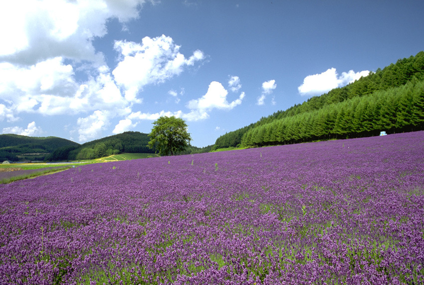リゾートイン ノースカントリー - 写真 97
