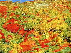 リゾートイン ノースカントリー - 写真 111