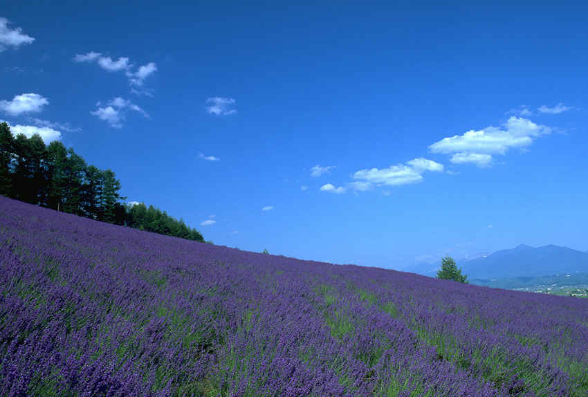 リゾートイン ノースカントリー - 写真 98