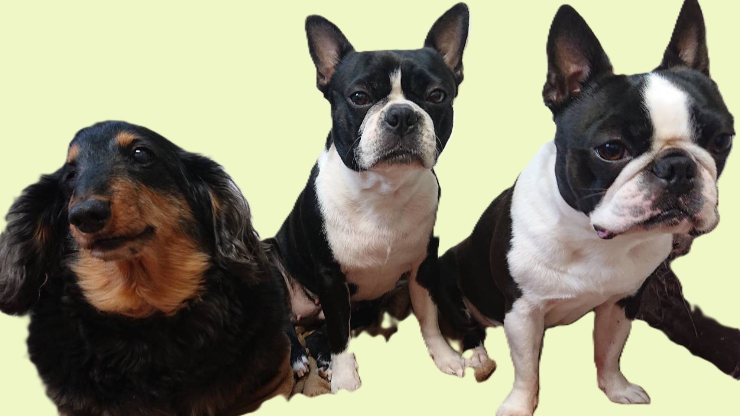 【当館の看板犬たち】