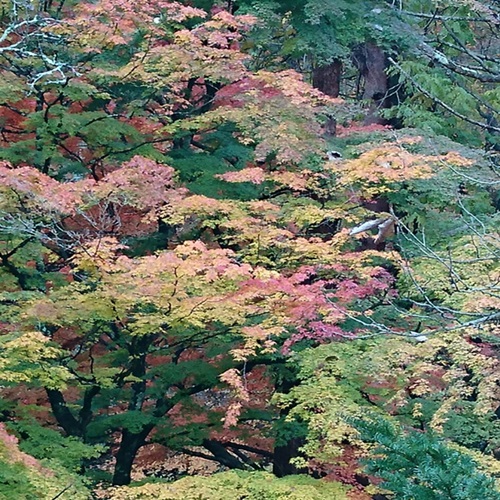 【鐘山の滝　紅葉】