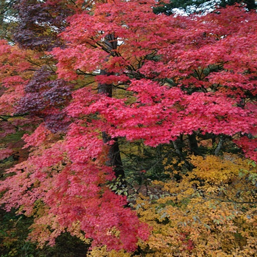 【鐘山の滝　紅葉】