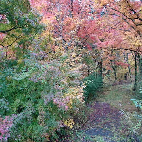 【鐘山の滝　紅葉】