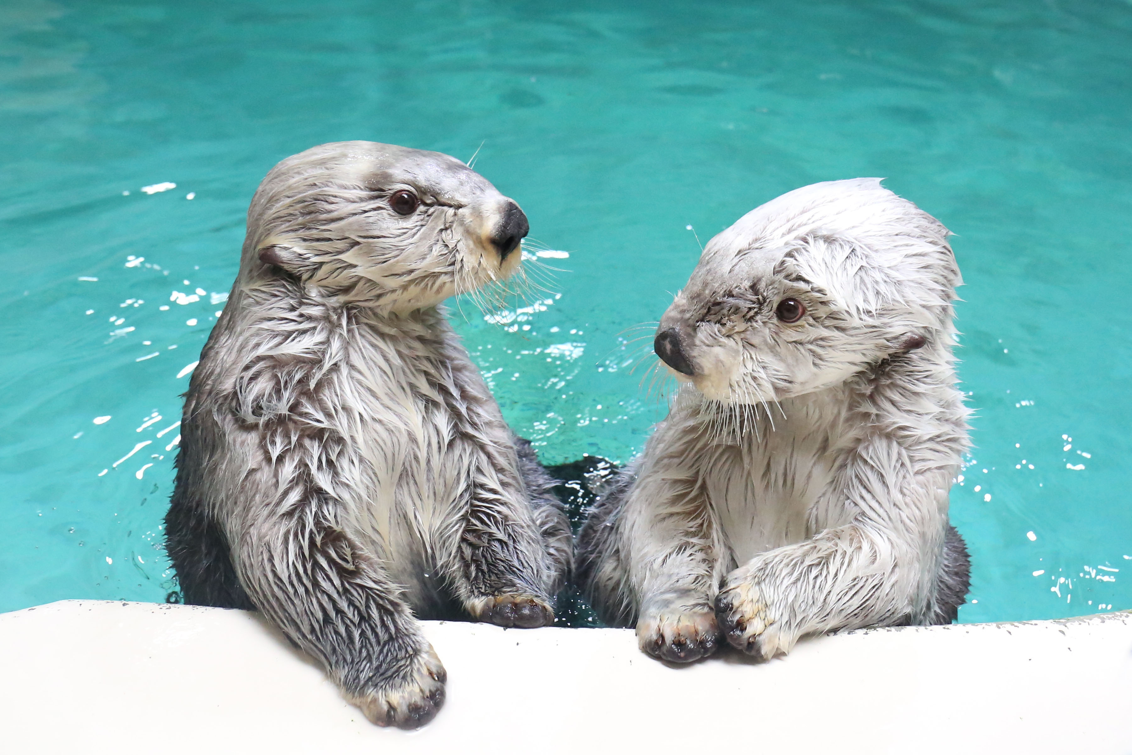 鳥羽水族館　ラッコ