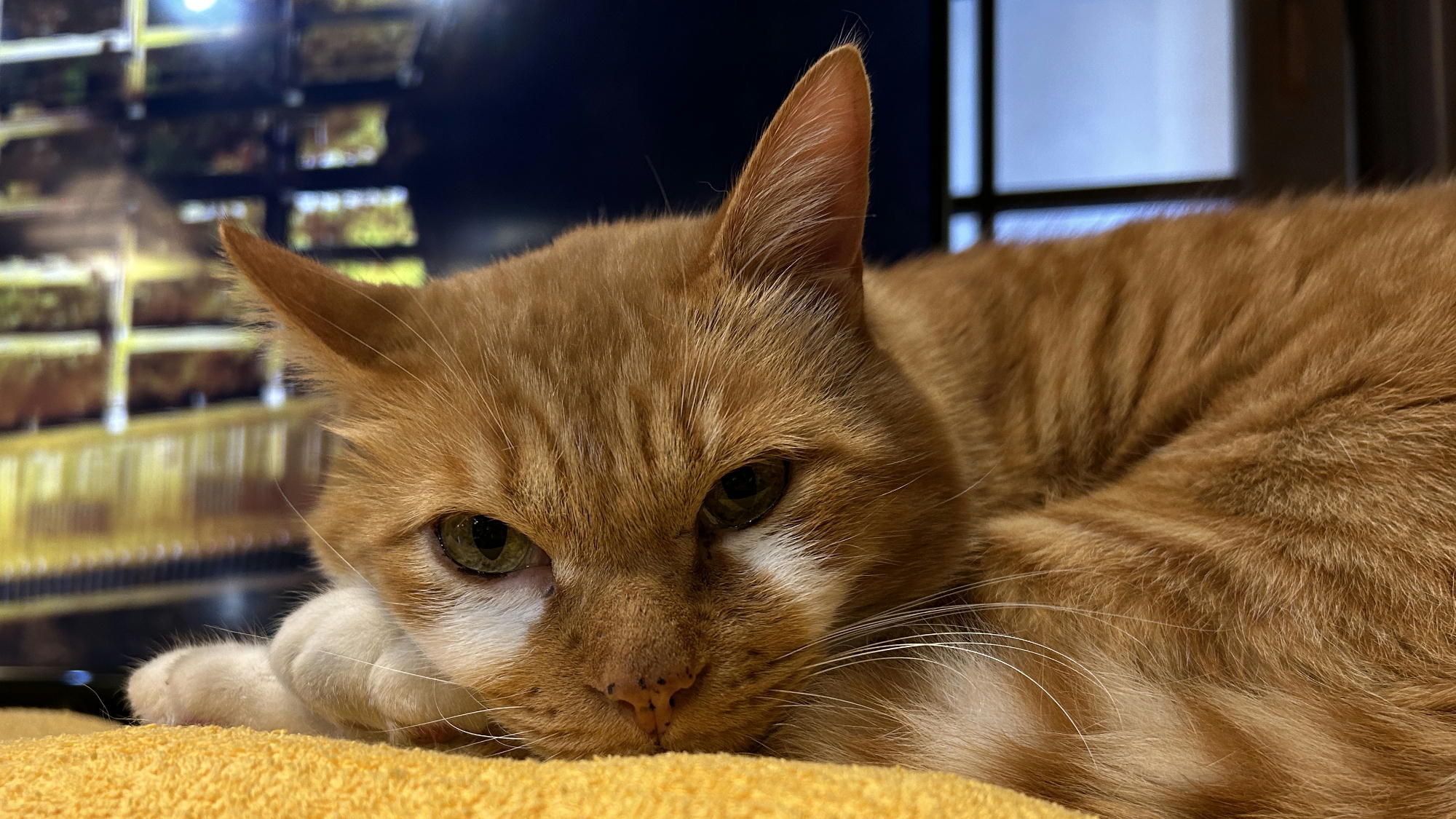 【看板猫】こんた