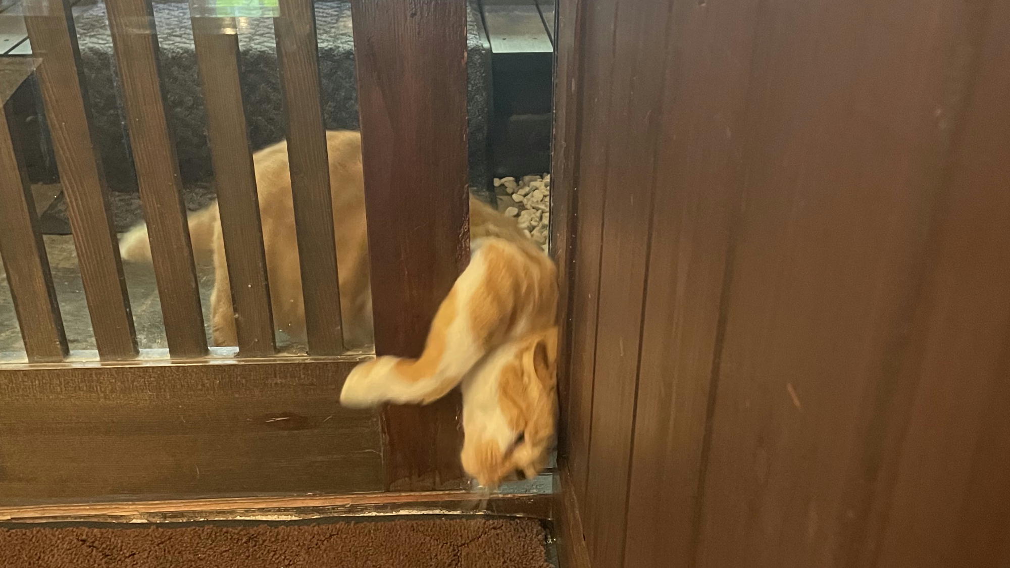 【看板猫こんた】ただいま！