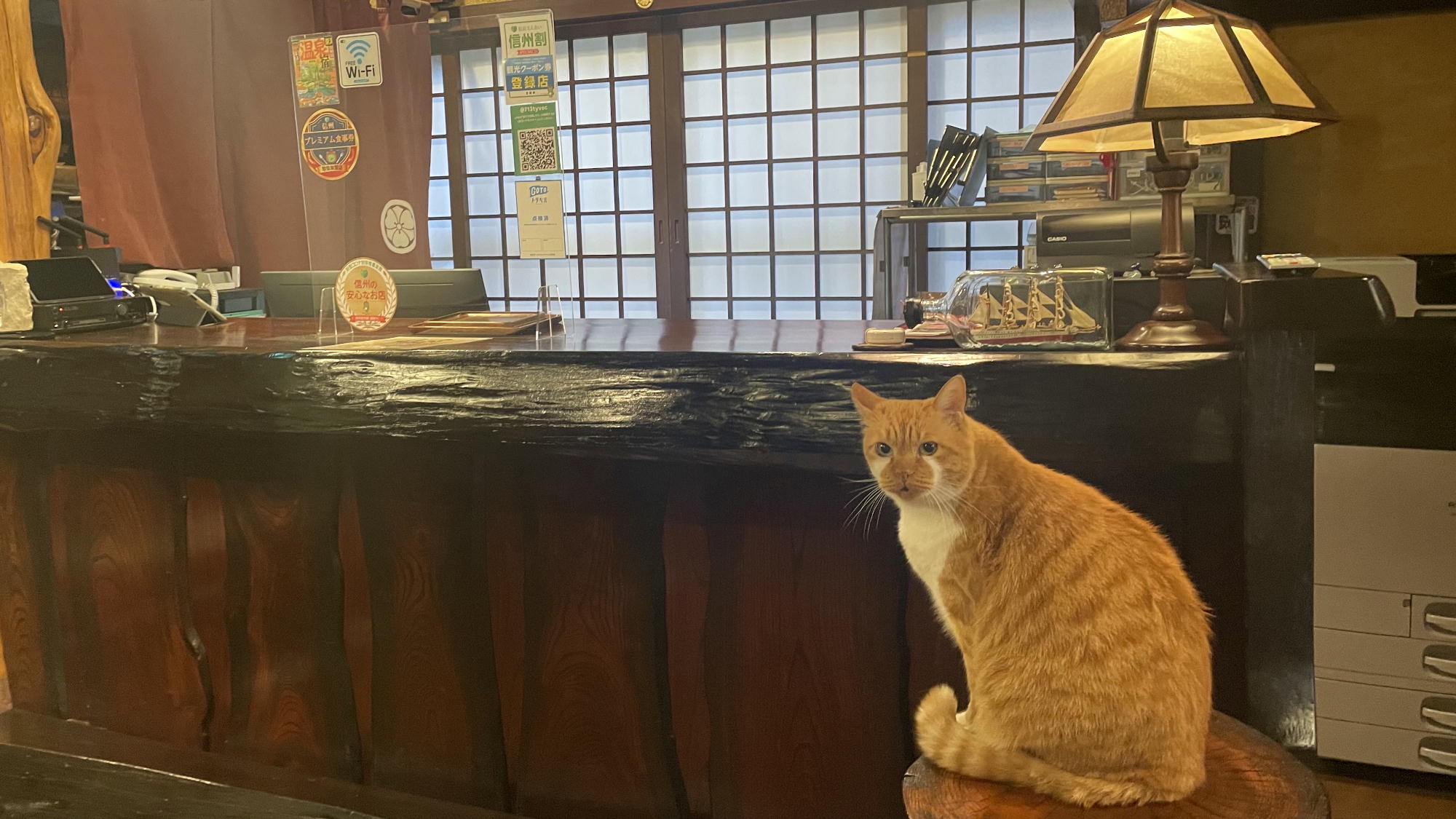 【フロント】看板猫こんたがお出迎えいたします♪