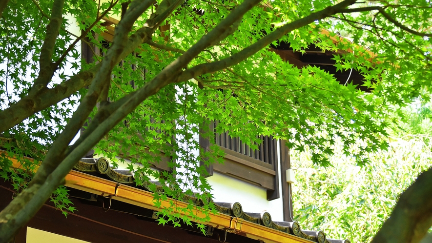 【館内】新緑の樹々がいきいきと輝く穂高城の庭園。ゆったりと散策したい。