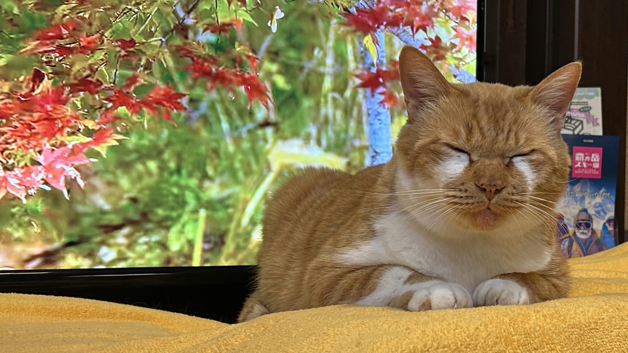 【看板猫】こんた