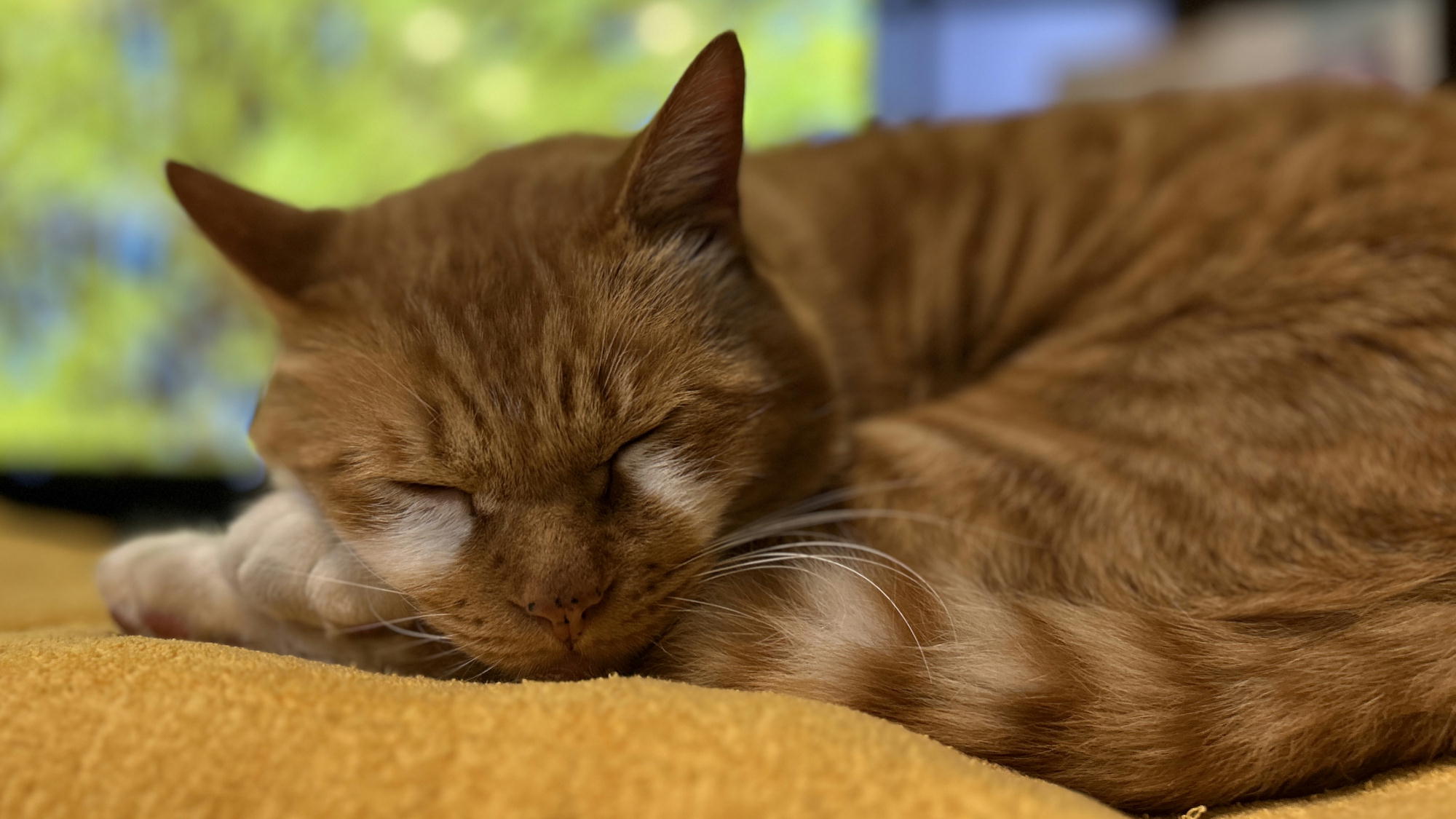 みなさまのお越しをお待ちしてるニャｚｚｚ