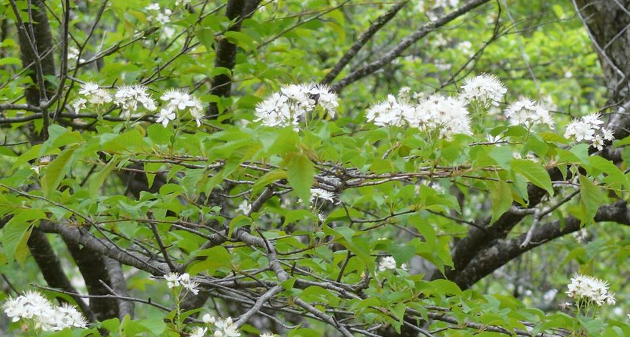 *【春】新緑の季節には高原特有の草木が色づきます。