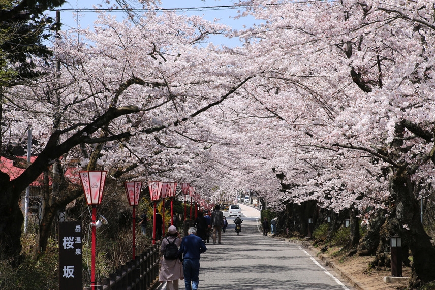 日本三大桜「三春の滝桜」や「二本松市47か所桜巡り」〜春の桜散策プラン〜