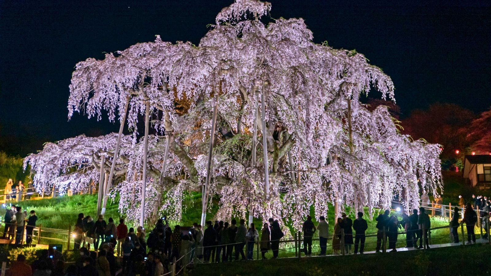【期間限定1泊2食｜選べる桜グッズ特典】「三春の滝桜」や「二本松市47か所桜巡り」春の桜散策プラン