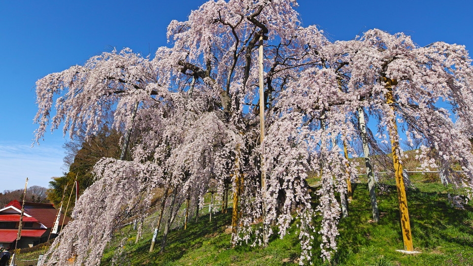 日本三大桜「三春の滝桜」や「二本松市47か所桜巡り」〜春の桜散策プラン〜