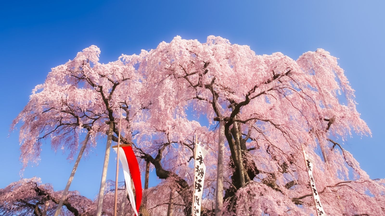 【期間限定1泊2食｜選べる桜グッズ特典】「三春の滝桜」や「二本松市47か所桜巡り」春の桜散策プラン